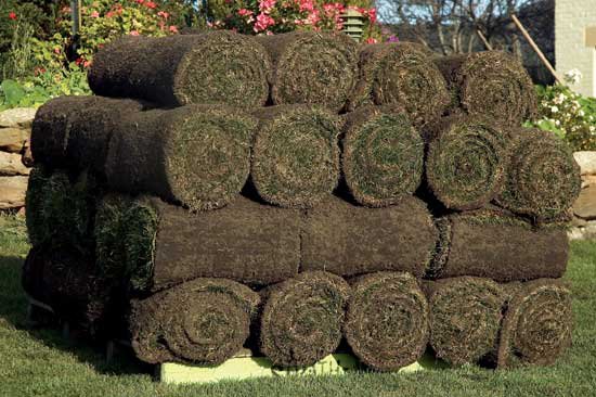 Choose a reliable and experienced turf supplier