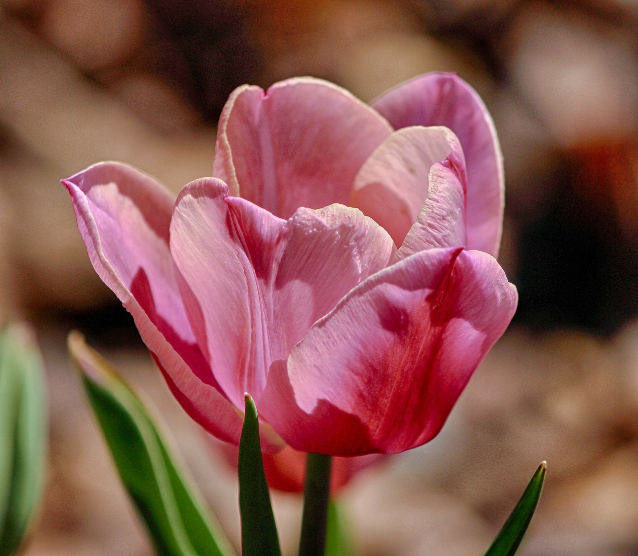 4 Summer Bulbs to Plant this Spring