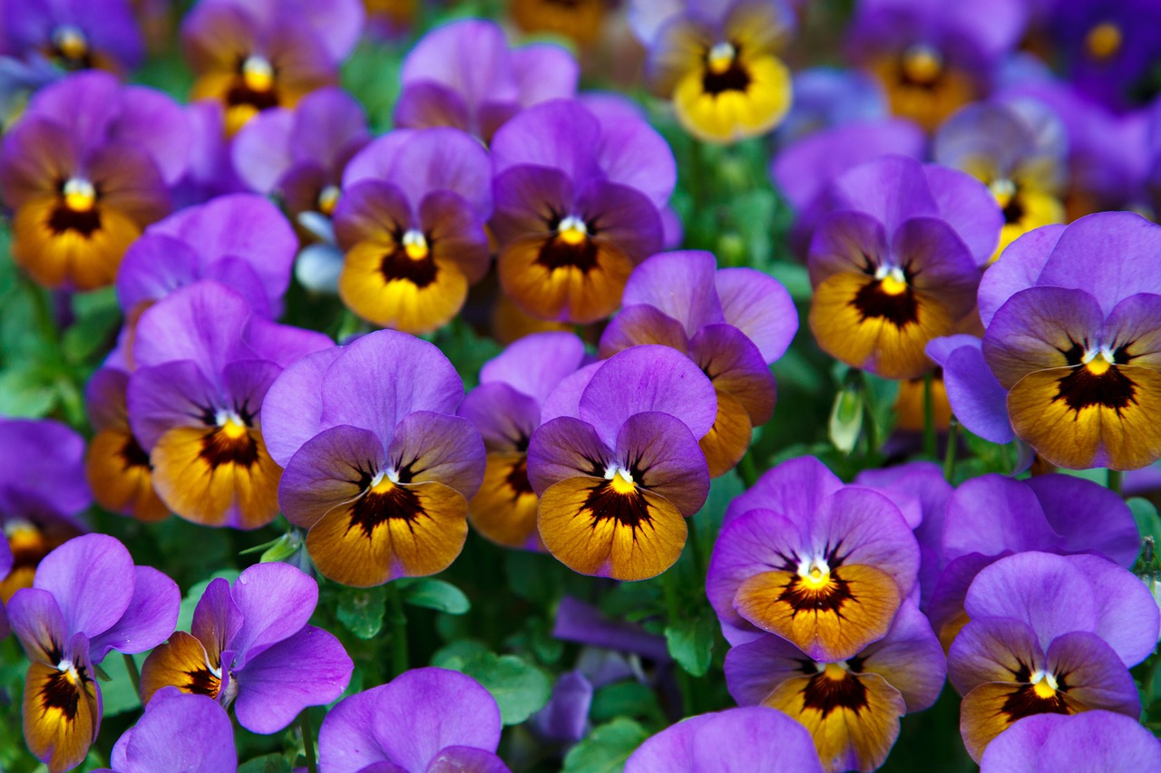 Pansies – A splash of Winter colour